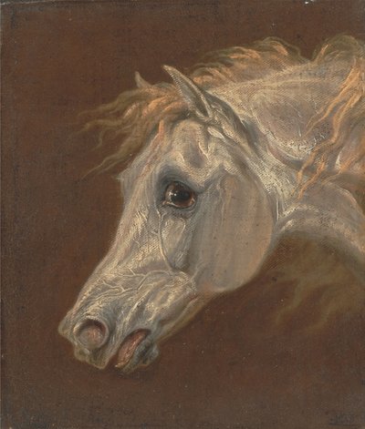 Head of a Grey Arabian Horse by Martin Theodore Ward